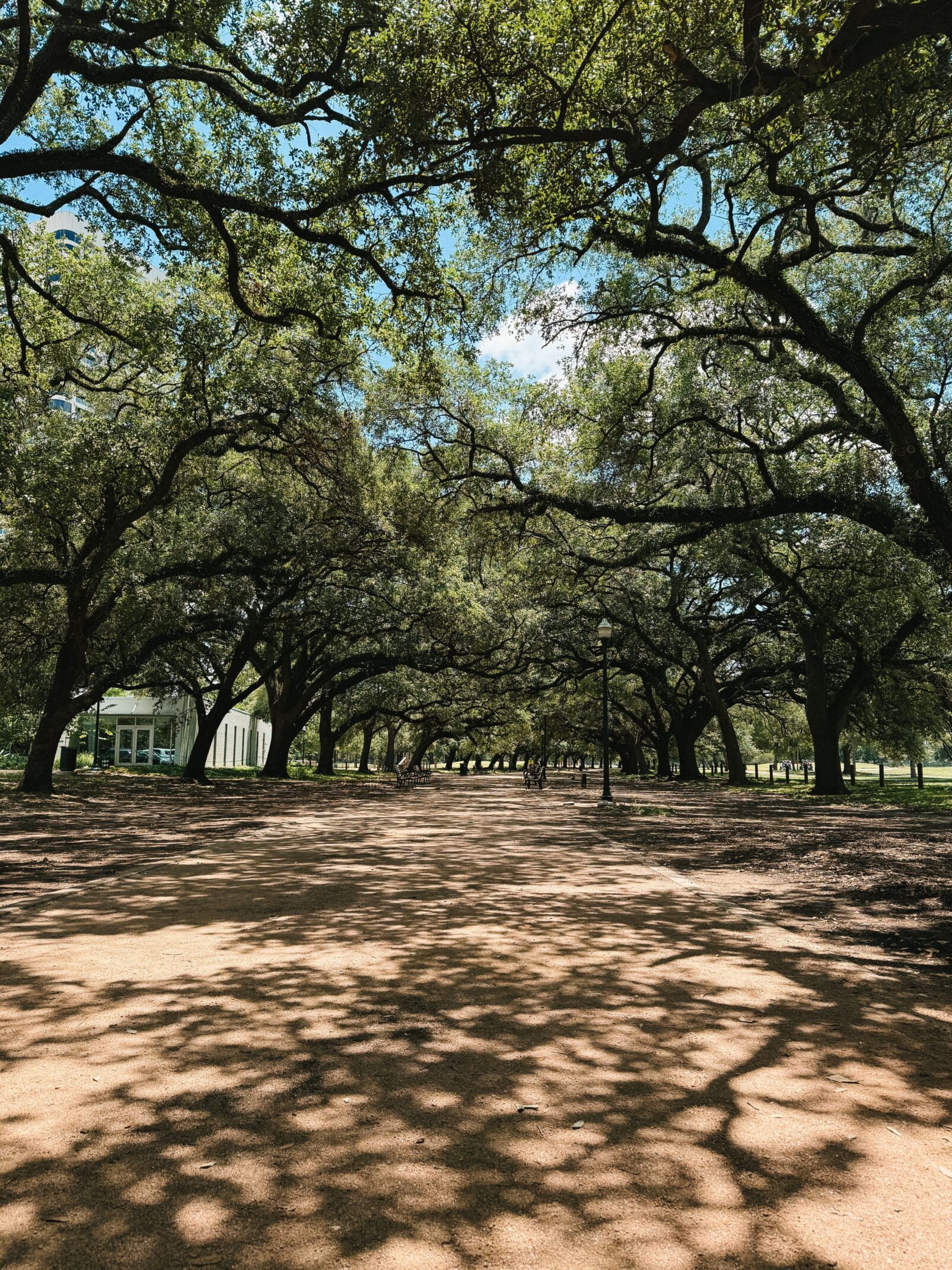 Oak-lined Texas park path, illustrating a quieter outdoor setting